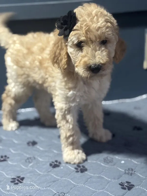 Leslie 0907 – Goldendoodle puppy for sale in Cabool, MO
