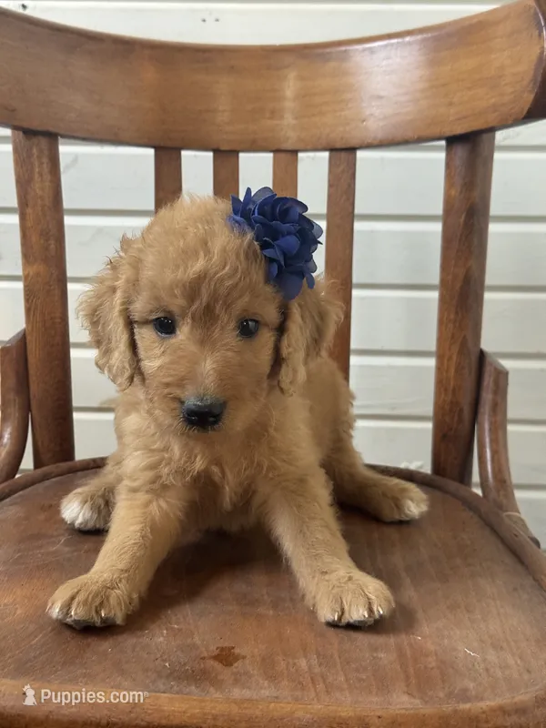 Abby 0058 – Goldendoodle puppy for sale in Cabool, MO
