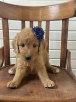 Abby 0058, a female Goldendoodle for sale in Cabool, MO – 6 of 7