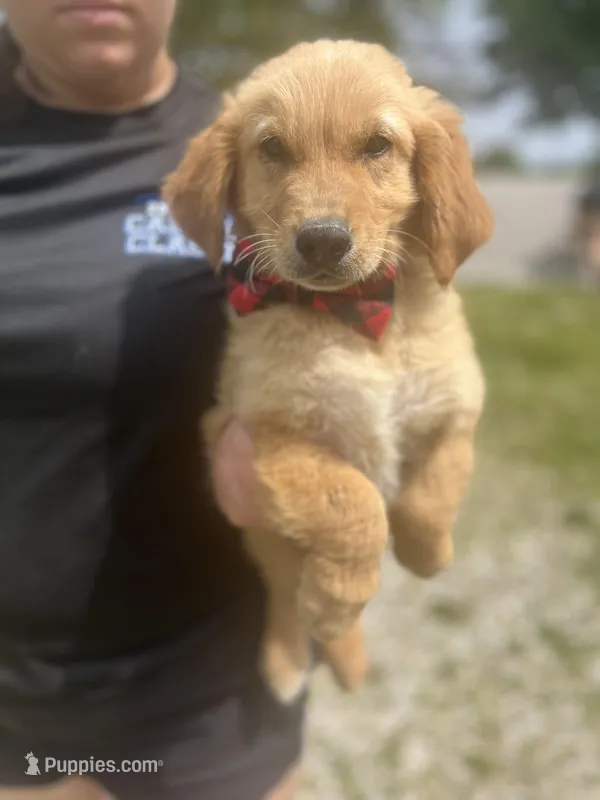 Boyd – Golden Retriever puppy for sale in Cabool, MO