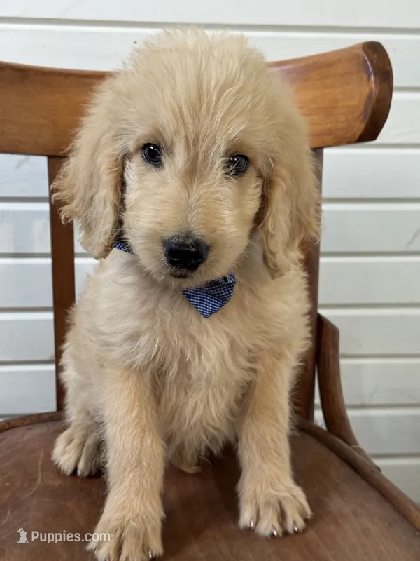 Abner 1584 – Goldendoodle puppy for sale in Cabool, MO