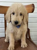 Abner 1584, a male Goldendoodle for sale in Cabool, MO – 4 of 6