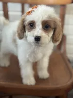 Sassy 0172, a female Cavapoo for sale in Cabool, MO – 1 of 2