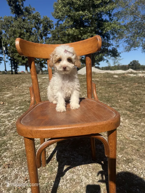 Sassy 0172 – Cavapoo puppy for sale in Cabool, MO
