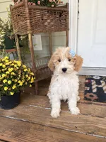 Daisy 1084, a female Miniature Goldendoodle for sale in Cabool, MO – 3 of 3
