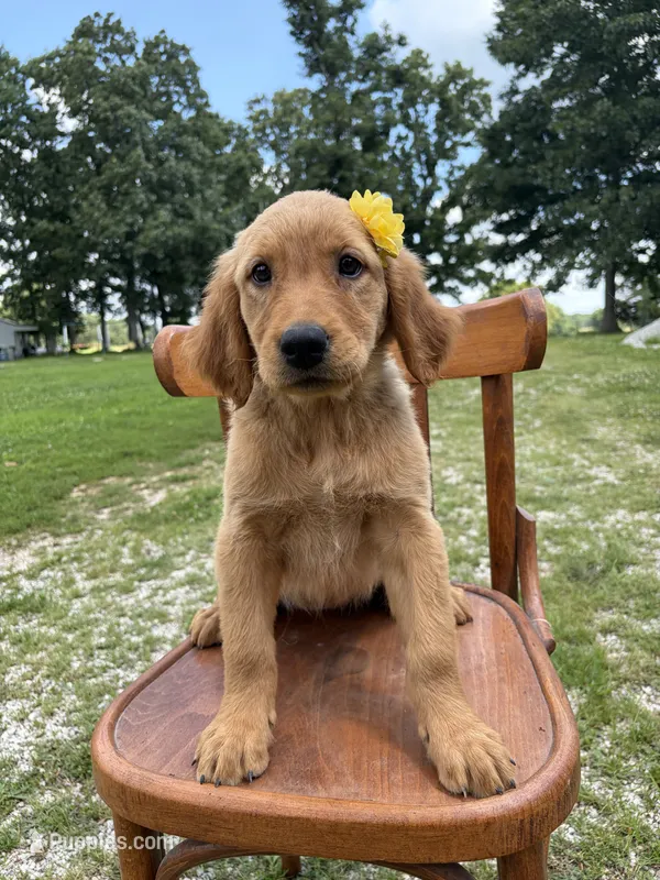 Jolene purple – Golden Retriever puppy for sale in Cabool, MO