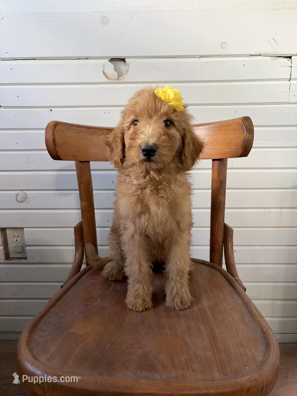 Annie 8341 – Goldendoodle puppy for sale in Cabool, MO