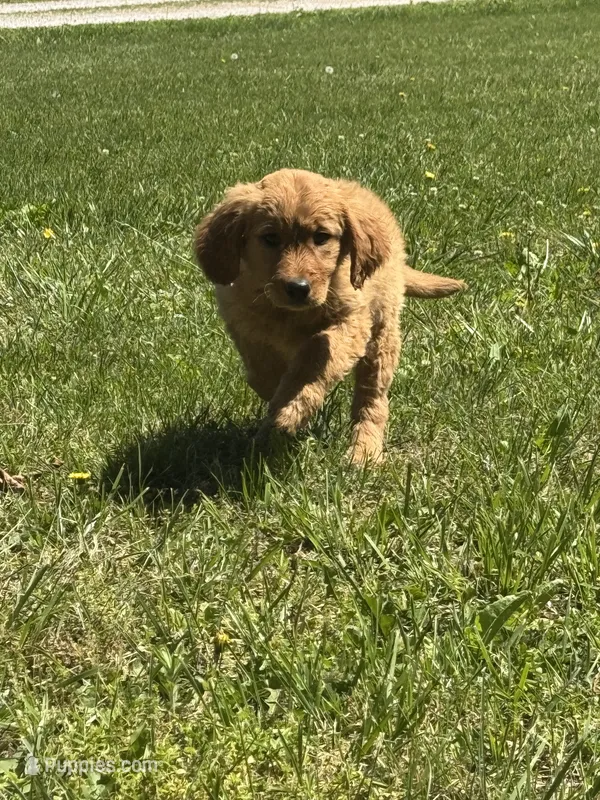 Dolly – Golden Retriever puppy for sale in Cabool, MO
