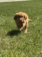 Dolly, a male Golden Retriever for sale in Cabool, MO – 1 of 1