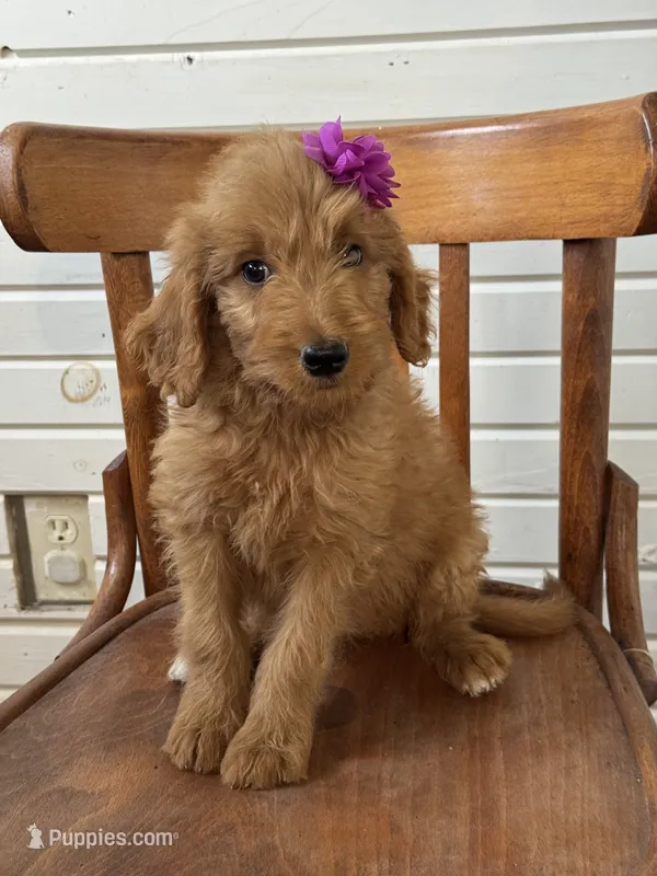 Ashlinn 6187 – Goldendoodle puppy for sale in Cabool, MO