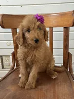 Ashlinn 6187, a female Goldendoodle for sale in Cabool, MO – 4 of 7
