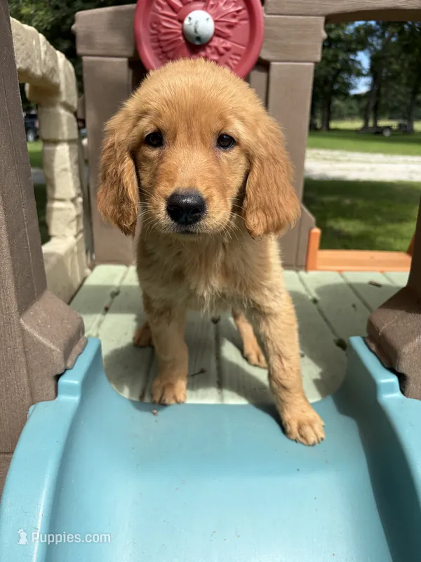 Jane pink – Golden Retriever puppy for sale in Cabool, MO