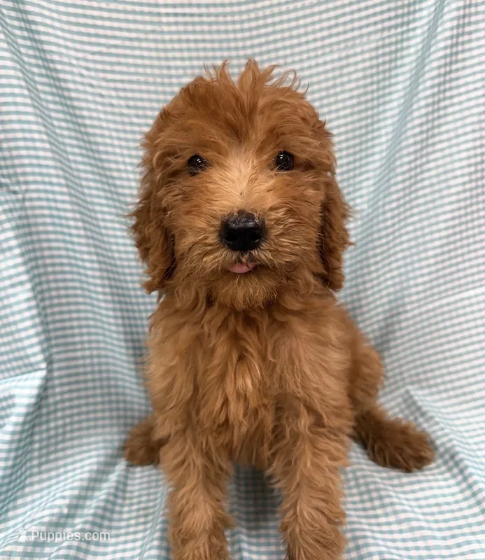 Paddington 3349 – Goldendoodle puppy for sale in Cabool, MO