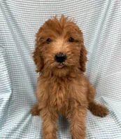 Paddington 3349, a male Goldendoodle for sale in Cabool, MO – 1 of 2