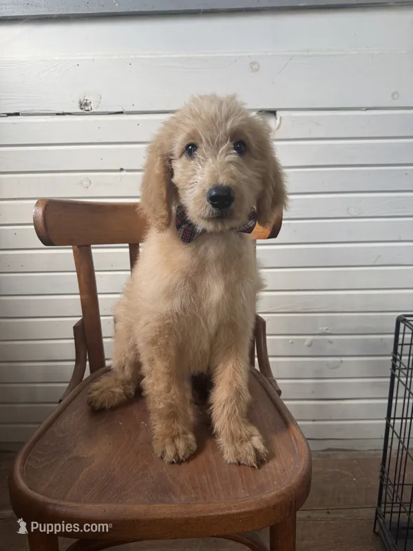 Albert 9959 – Goldendoodle puppy for sale in Cabool, MO