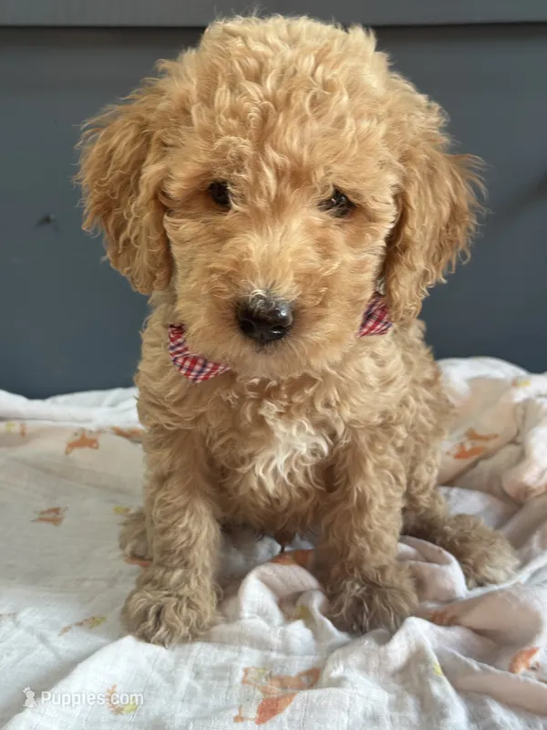 Duncan 8633 – Miniature Goldendoodle puppy for sale in Cabool, MO