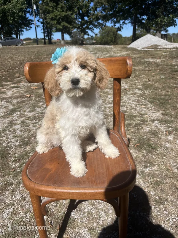 Daisy 1084 – Miniature Goldendoodle puppy for sale in Cabool, MO