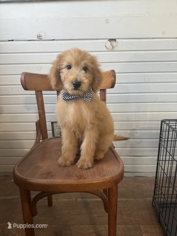 Ace 9003 – Goldendoodle puppy for sale in Cabool, MO
