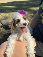 Sammie 3556, a female Cavapoo for sale in Cabool, MO – 2 of 2