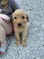 Jack, a male Golden Retriever for sale in Cabool, MO – 3 of 3