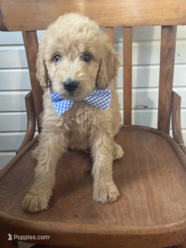 Albert 9959 – Goldendoodle puppy for sale in Cabool, MO