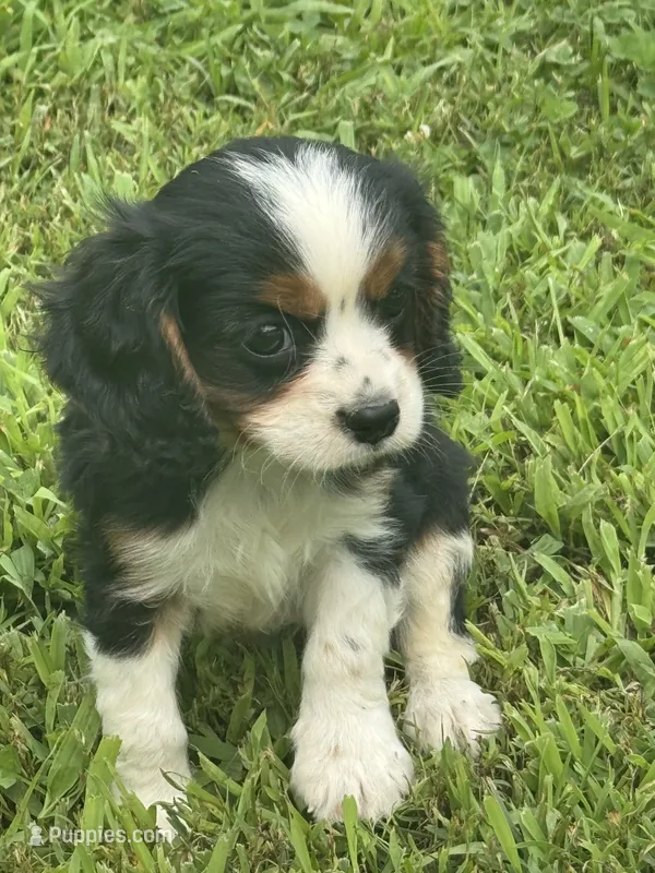 Rascal 5881 – Cavalier King Charles Spaniel puppy for sale in Cabool, MO