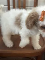 Sassy 0172, a female Cavapoo for sale in Cabool, MO – 2 of 2
