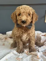 Dexter 8313, a male Miniature Goldendoodle for sale in Cabool, MO – 1 of 1