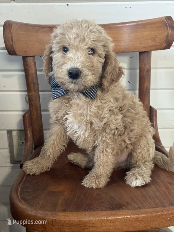 Duncan 8633 – Miniature Goldendoodle puppy for sale in Cabool, MO