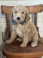 Duncan 8633, a male Miniature Goldendoodle for sale in Cabool, MO – 1 of 1