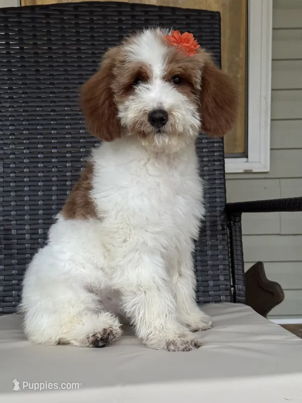 Dixie 1407 – Miniature Goldendoodle puppy for sale in Cabool, MO
