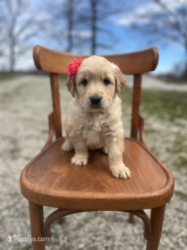 Sammie 5955 – Golden Retriever puppy for sale in Cabool, MO