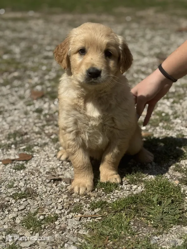 Sammie 5955 – Golden Retriever puppy for sale in Cabool, MO