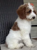 Dixie 1407, a female Miniature Goldendoodle for sale in Cabool, MO – 2 of 3