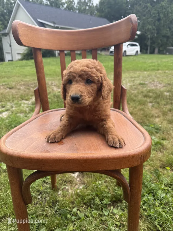 Braxton 0049 – Goldendoodle puppy for sale in Cabool, MO