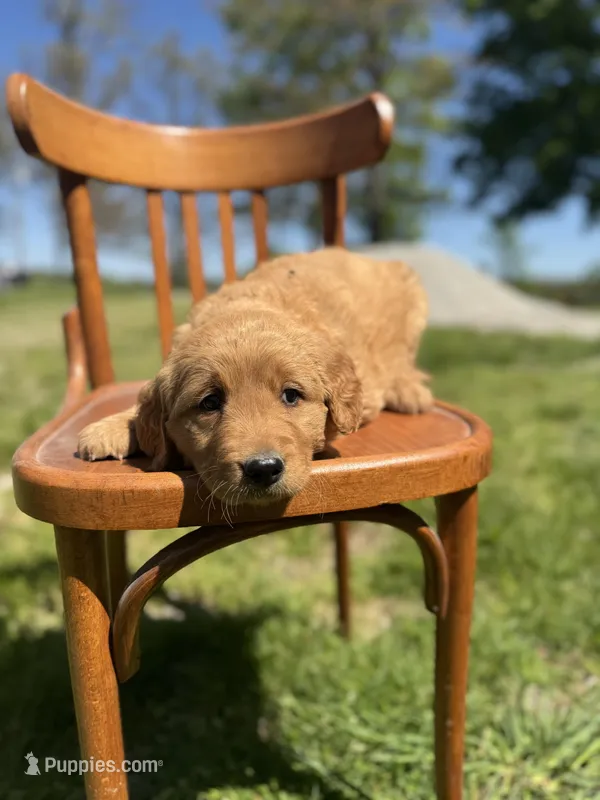 Daniel 6168 – Golden Retriever puppy for sale in Cabool, MO