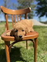 Daniel 6168, a male Golden Retriever for sale in Cabool, MO – Photo 1 of 2