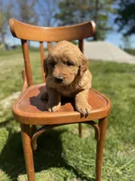 Daniel 6168, a male Golden Retriever for sale in Cabool, MO – Photo 2 of 2