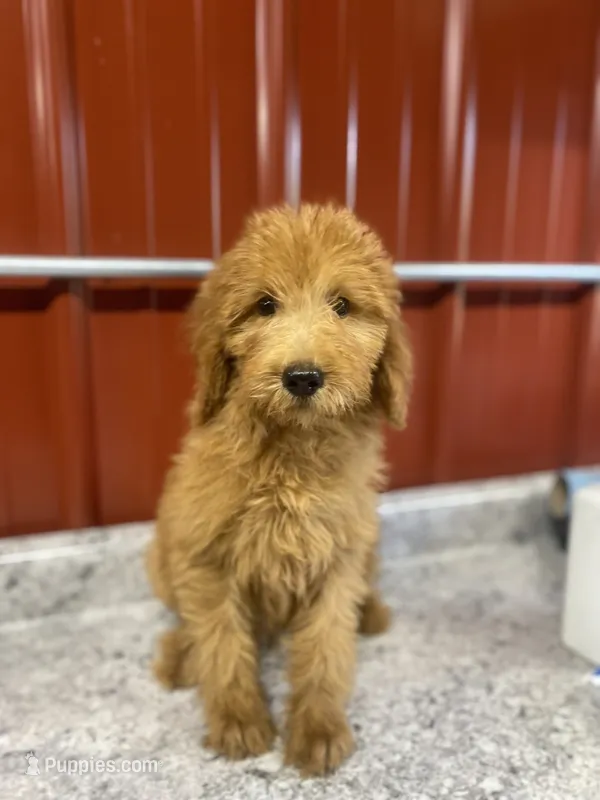 Paddington 3349 – Goldendoodle puppy for sale in Cabool, MO