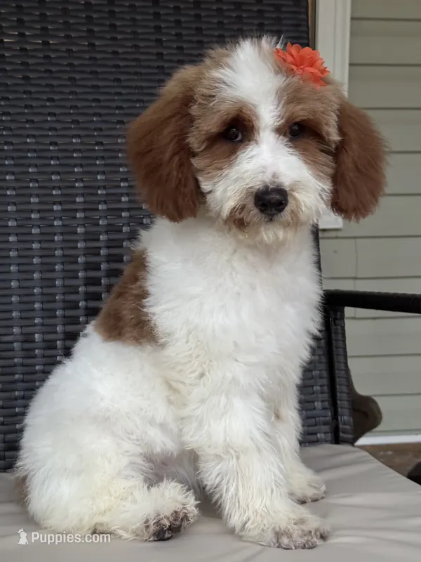Dixie 1407 – Miniature Goldendoodle puppy for sale in Cabool, MO