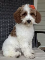 Dixie 1407, a female Miniature Goldendoodle for sale in Cabool, MO – 1 of 3