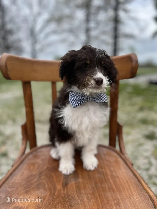 Waylon – Miniature Aussiedoodle puppy for sale in Cabool, MO