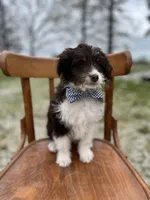 Waylon, a male Miniature Aussiedoodle for sale in Cabool, MO – Photo 1 of 2