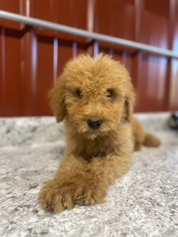 Parker  – Goldendoodle puppy for sale in Cabool, MO