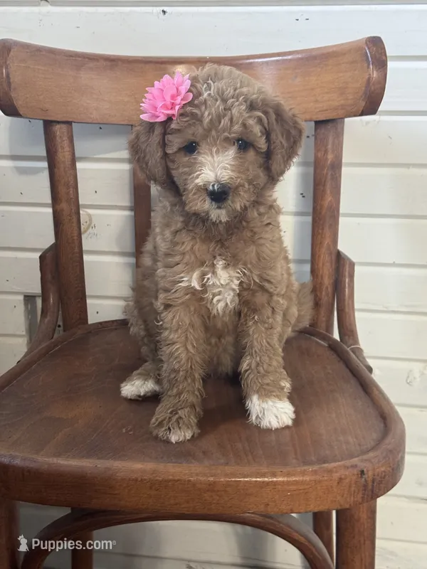 Dalila 1930 – Miniature Goldendoodle puppy for sale in Cabool, MO