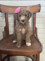 Dalila 1930, a female Miniature Goldendoodle for sale in Cabool, MO – 1 of 1