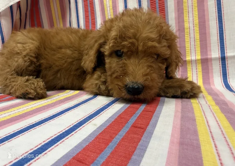 Prince 8183 – Goldendoodle puppy for sale in Cabool, MO