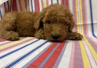 Prince 8183, a male Goldendoodle for sale in Cabool, MO – 1 of 1