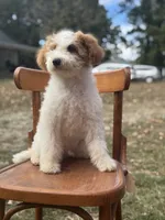 Duke 1574, a male Miniature Goldendoodle for sale in Cabool, MO – 2 of 5
