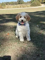 Duke 1574, a male Miniature Goldendoodle for sale in Cabool, MO – 2 of 2